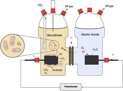 The oxygen dilemma: The challenge of the anode reaction for microbial electrosynthesis from CO2